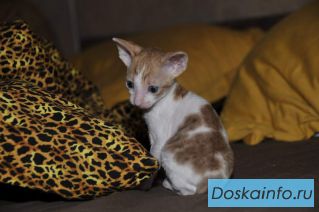 Корниш          рекс            котята