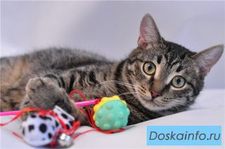 Очаровательный котик Барсик в дар.