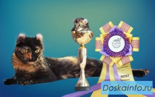 Котята породы 'Американский кёрл'