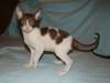 Уменьшенная картинка