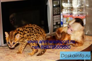  Азиатская леопардовая кошка – котята на продажу.