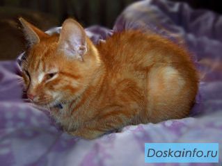 Отдам красивого котёнка в добрые руки