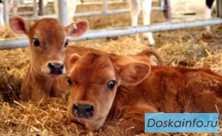 Скот оптом