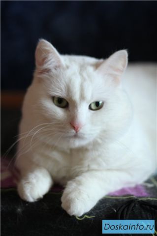 Котик Кубик ищет хозяев!
