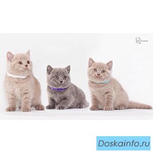 Британские котята, питомник британских кошек в СПб