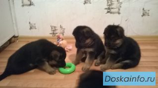 Щенки немецкой овчарки