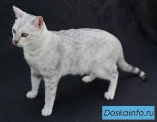 КОШЕЧКА  породы Саванна