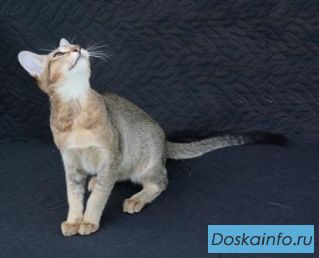 КОШЕЧКА  породы Чаузи