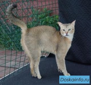КОШЕЧКА  породы Чаузи ф3