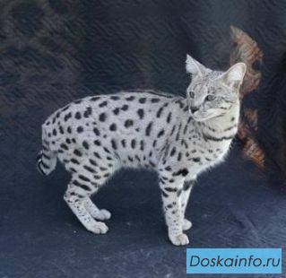 КОШЕЧКА  породы Саванна ф1