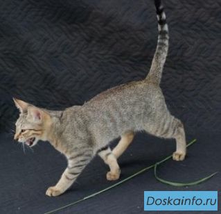 КОТИК породы Чаузи
