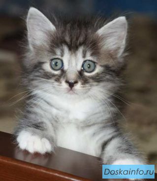 Котята курильские бобтейла (аборигены)