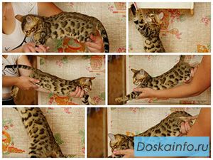 Бенгальские леопарды.
