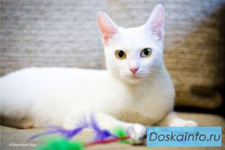 Белый Ангел- счастье в ваш дом!
