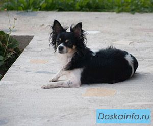 Пропала собачка породы Чихуахуа черно-белая
