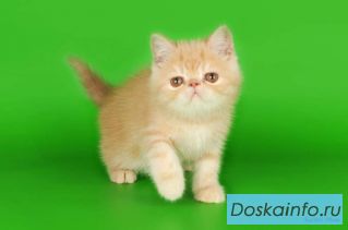 Экзотические короткошерстные, плюшевые котята