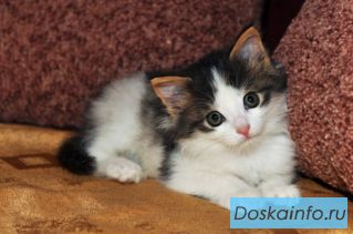 В добрые заботливые руки милый котенок