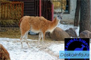 Продаю Косуля сибирская, Голубых баранов, Лам и зебр animalsimport(тчк)ру 