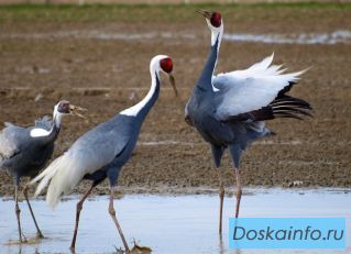 Продам Белых и черных аистов, желтая цапля, красавок animalsimport(тчк)ру 