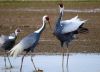 Продам Белых и черных аистов, желтая цапля, красавок animalsimport(тчк)ру 
