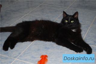 Шикарнейший котофей ищет семью!