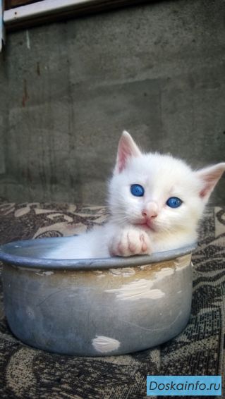 Малыши котята