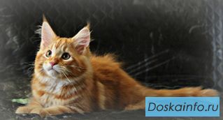 Продается котенок Менй кун.