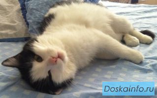 Кошка Феня