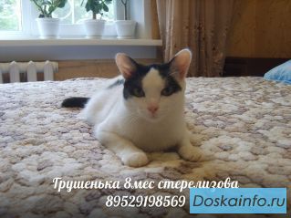 Котенок грушенька