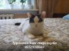 Котенок грушенька