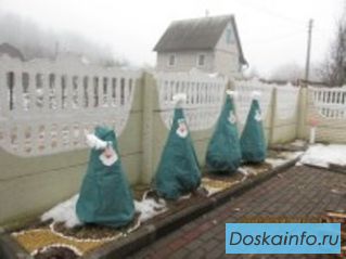 Укрытие на зиму для туй, роз и других растений