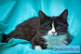 Шикарный котик Пушок в дар.