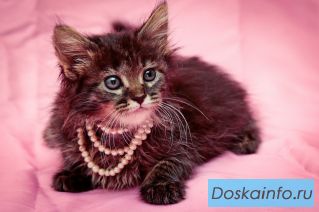 Котенок  Василиса, девочка 3 месяца в дар.
