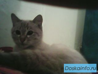 Пропал кот