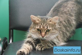 Спарта - Мисс спокойствие и порядок, кошка ищет дом.