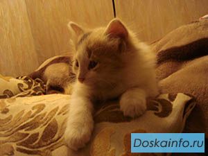 Котенок Миша Горбачев