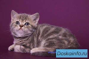 Продаются клубные британцы эксклюзив!