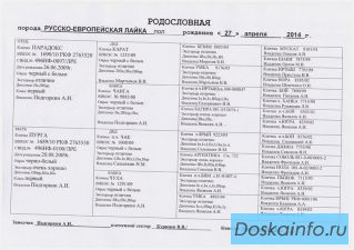Продам щенков русско-европейской лайки