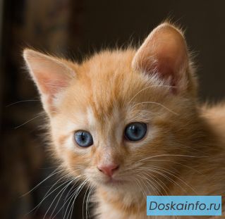 Котенок ищет дом