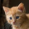 Котенок ищет дом