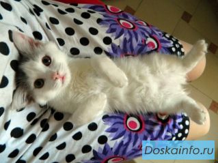 Розовый нос , котенок Пух ищет свой дом 