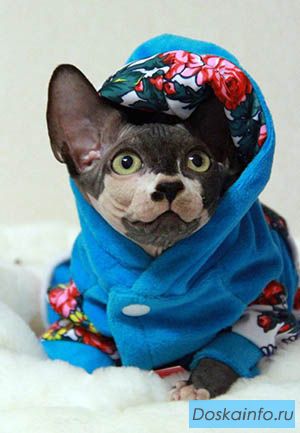 Шикарные котята канадского сфинкса