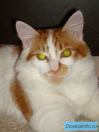 Пропал кот