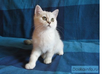 Британские котята шиншиллового окраса.