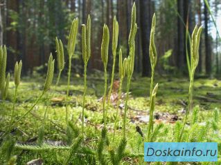 Ликоподий (технический)
