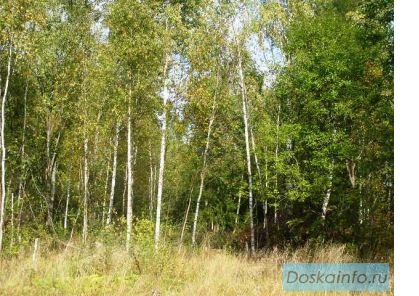 Продам участок с лесными деревьями