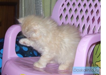 Персидский  кот