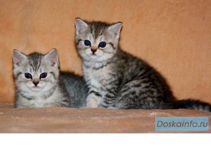 Продаю шотландских котят
