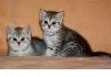 Продаю шотландских котят