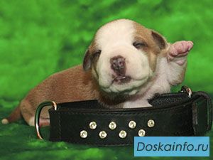 Щеночки Американского Стаффордширского Терьера